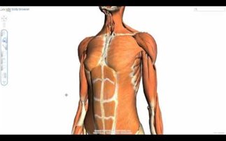 google-body-viewer