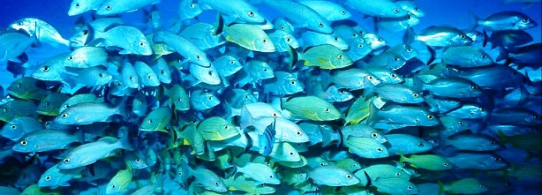 Συναγερμός: Η κλιματική αλλαγή προκαλεί συσσώρευση τοξικού υδραργύρου στα ψάρια