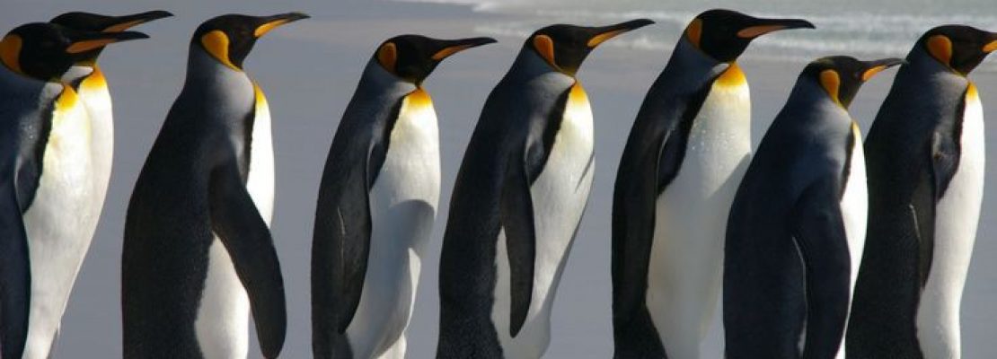 Τα «έξυπνα» αυτοκίνητα γίνονται ασφαλέστερα με τη βοήθεια… πιγκουίνων