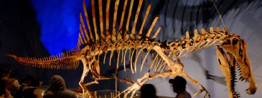Ανακαλύφθηκε ότι ο Σπινόσαυρος ήταν ο πρώτος που κολυμπούσε σε ποτάμια της βόρειας Αφρικής