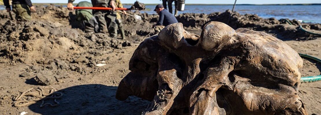 Τα λείψανα ενός μαλλιαρού μαμούθ ηλικίας 10.000 ετών εντοπίστηκαν σε λίμνη στη Σιβηρία