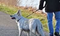 Έρευνα: Η βόλτα του σκύλου και το delivery αυξάνουν τον κίνδυνο μόλυνσης εν μέσω lockdown