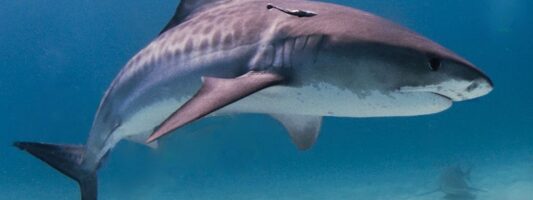 Οι καρχαρίες και τα σαλάχια των ωκεανών έχουν μειωθεί κατά 71% από το 1970 μέχρι σήμερα
