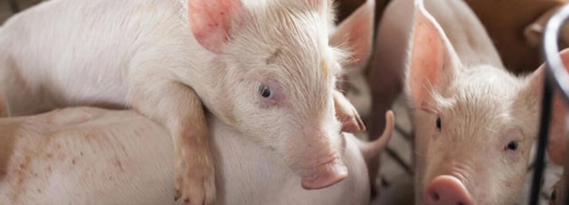 Ερευνητές έμαθαν σε γουρούνια να παίζουν βιντεοπαιγνίδια με τη μουσούδα τους