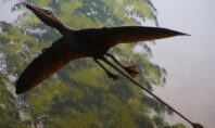 Χιλή: Τα απολιθωμένα λείψανα ενός πτερόσαυρου ανακαλύφθηκαν στην έρημο Ατακάμα