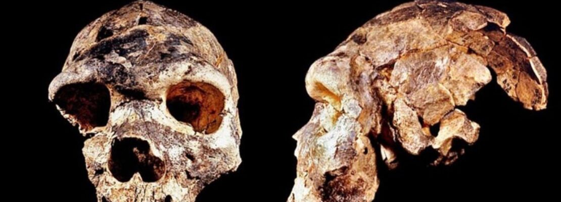 Ανακαλύφθηκε ένας νέος πρόγονος του ανθρώπου, ο Homo bodoensis