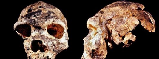 Ανακαλύφθηκε ένας νέος πρόγονος του ανθρώπου, ο Homo bodoensis