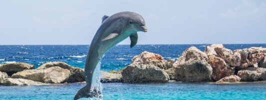 Έρευνα: Τα θηλυκά δελφίνια έχουν κλειτορίδα σαν τη γυναικεία που φέρνει ηδονή