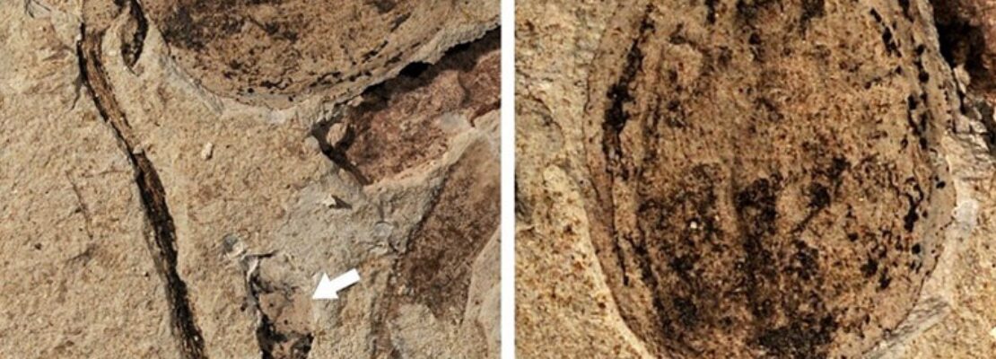 Σπουδαία ανακάλυψη στην Κίνα: Βρέθηκε απολιθωμένος ανθός λουλουδιών 130 εκατ. ετών