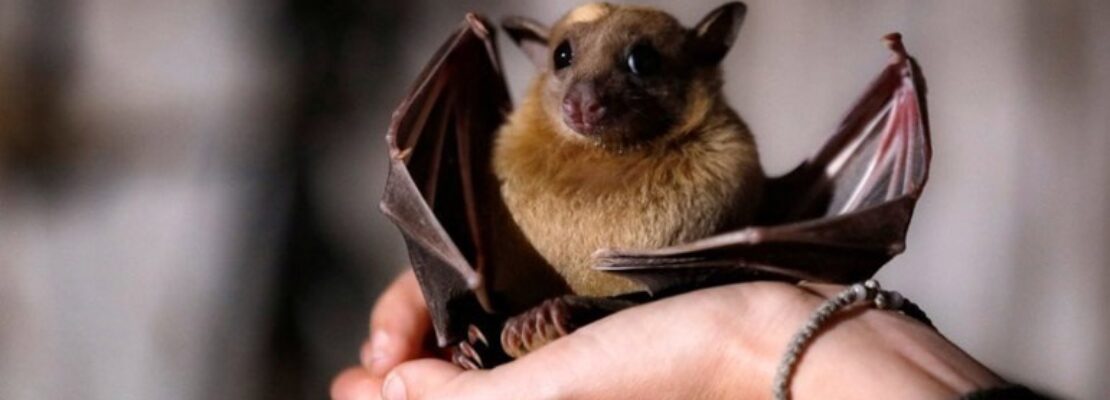 Λάος: Ανακαλύφθηκαν νυχτερίδες με κορωνοϊούς γενετικά παρόμοιους με τον SARS-CoV-2 και ικανούς να μολύνουν τους ανθρώπους