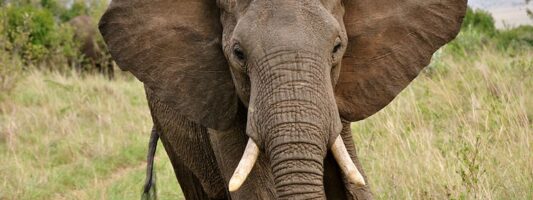Μελέτη επιστημών αποκαλύπτει ότι και οι ελέφαντες θρηνούν τους νεκρούς τους