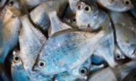 Ψάρι στα κάρβουνα πριν 780.000 χρόνια: Βρέθηκαν στο Ισραήλ οι αρχαιότερες στον κόσμο ενδείξεις μαγειρέματος στη φωτιά