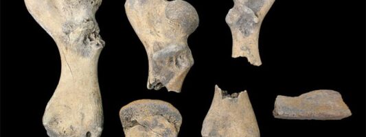 Νέα επιστημονική μέθοδος εμβαθύνει στη μελέτη των αρχαίων οστών