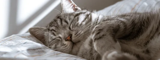 Ιαπωνία: Εφαρμογή εντοπίζει πότε μία γάτα πονάει -Πώς λειτουργεί