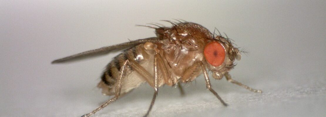 Επιστήμονες δημιούργησαν μύγες που αναπαράγονται με παρθενογένεση
