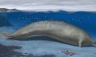 Παλαιοντολογία: Φάλαινα ηλικίας 39 εκατομμυρίων ετών το βαρύτερο ζώο που έχει καταγραφεί