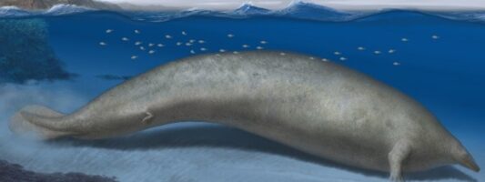 Παλαιοντολογία: Φάλαινα ηλικίας 39 εκατομμυρίων ετών το βαρύτερο ζώο που έχει καταγραφεί
